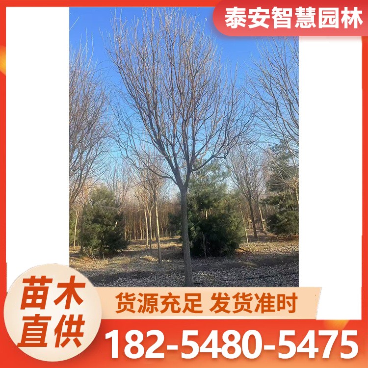 8-15公分流苏 树苗基地 流苏苗圃 量大供应