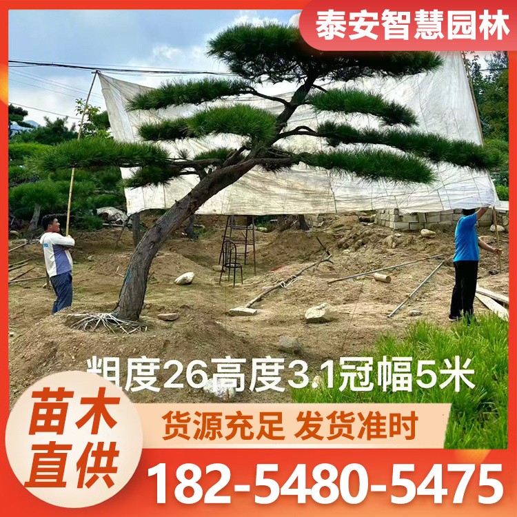 泰山迎客松 常年供应基地品质好