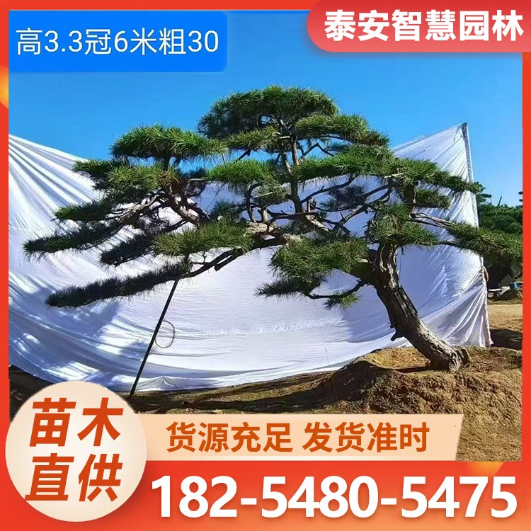 泰山迎客松 景松风景树 园林常绿乔木