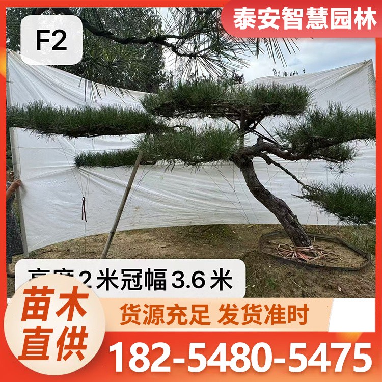 泰山迎客松 园林植物绿化乔木盆景地栽迎客松