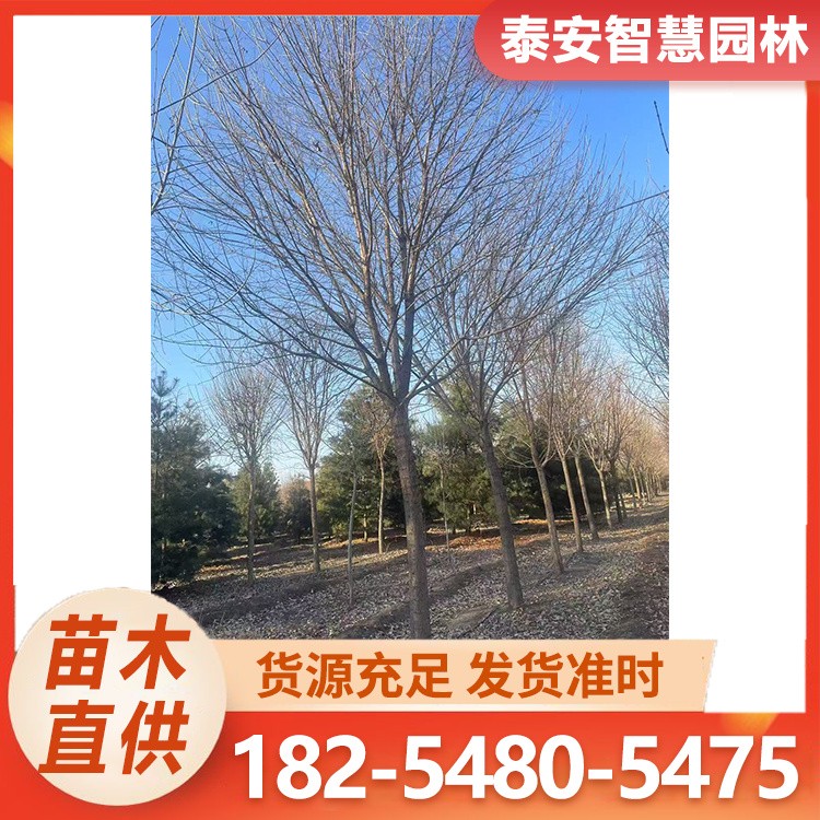 8-15公分流苏 规格齐全 根系发达 成活率高 诚信经营