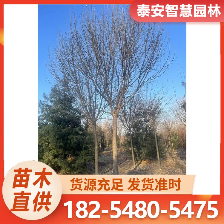 8-15公分流苏 街道15公分流苏 观赏风景流苏树 园林苗木行道树
