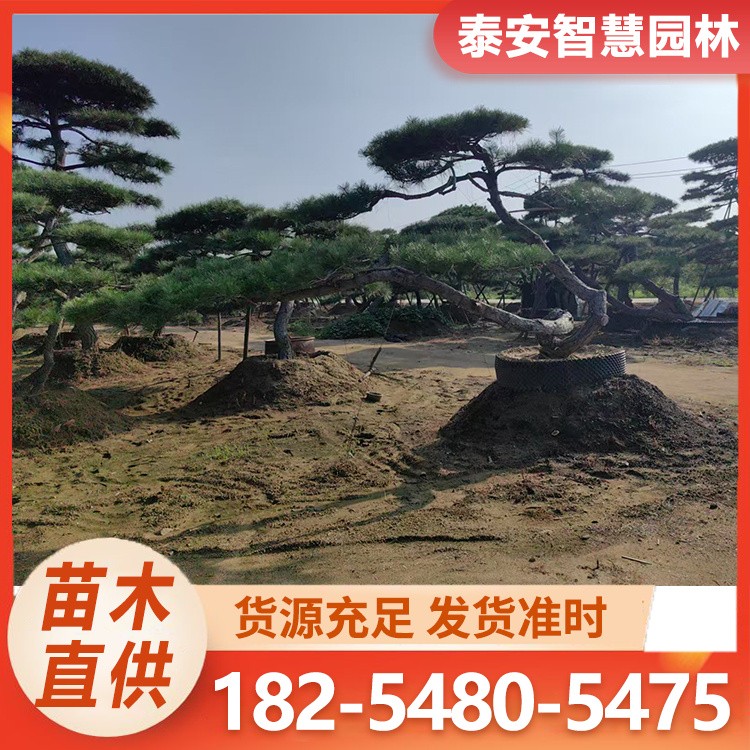 泰山迎客松 喜欢阳光充足 智慧园林 基地供应
