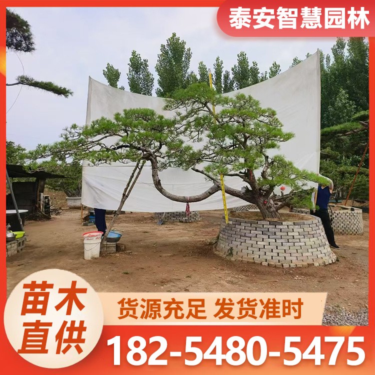 泰山迎客松 工程绿化树 庭院公园黑松树基地现挖