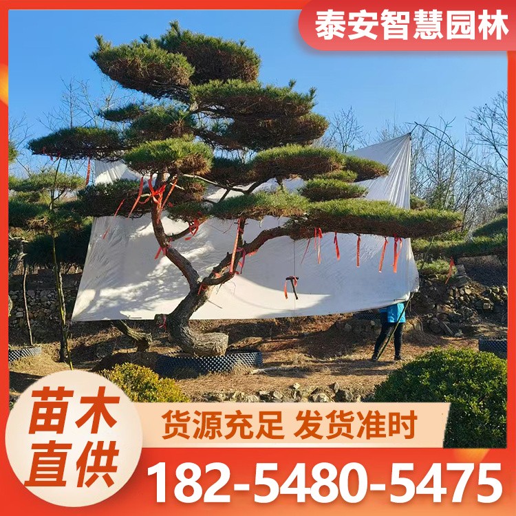 泰山迎客松 景观造型黑松 泰山景松树 基地出售