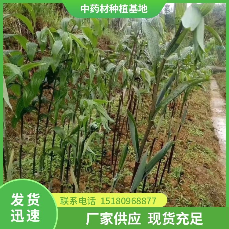黄精种苗 批发基地 量大从优