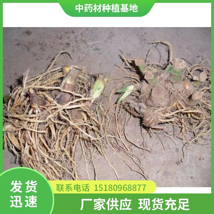 射干种苗 批发电话 种植基地批发