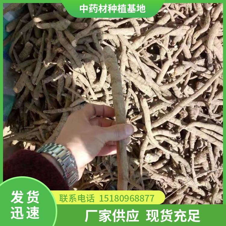 芍药种苗 批发基地 量大从优