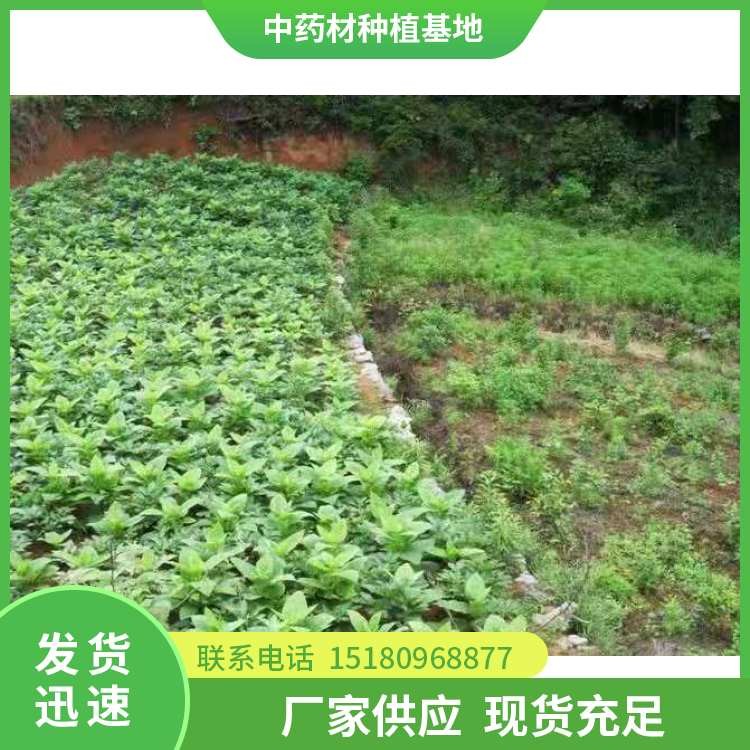 玄参种苗 批发价格 易种植