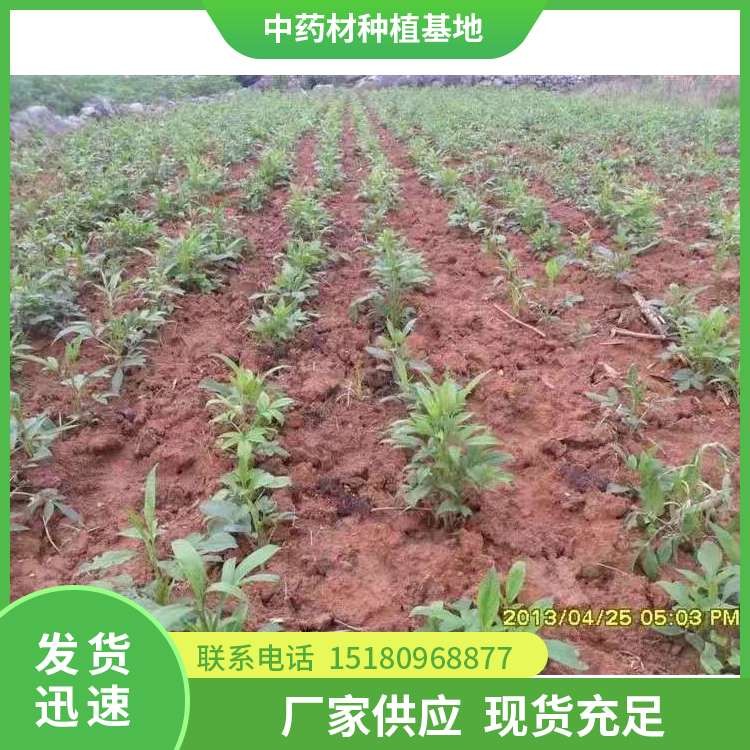 苍术种苗 批发价格 种植基地批发