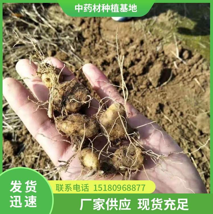 黄精种苗 批发价格 易种植