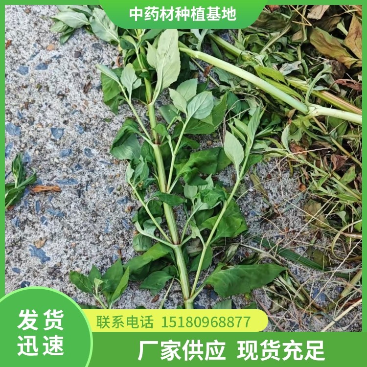 败酱草 批发电话 种植基地批发