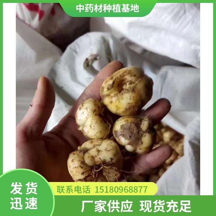 贝母种苗 批发价格 大量现货批发