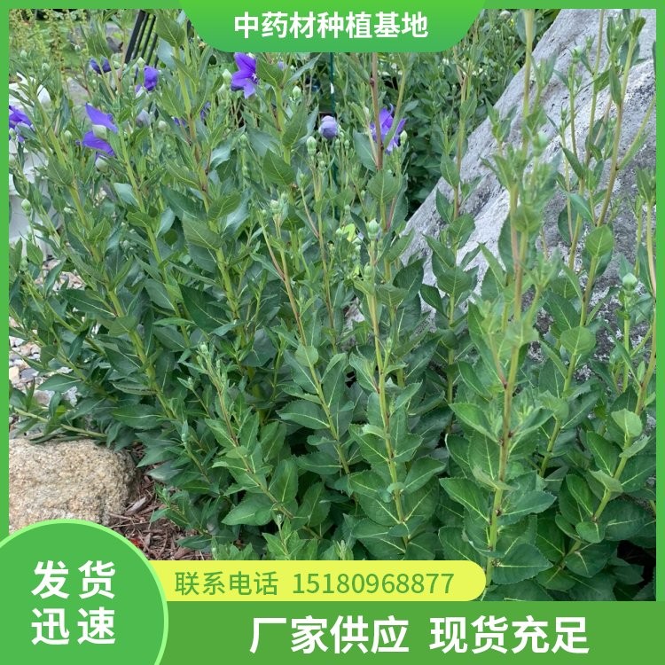 桔梗种子 易种植 大量现货批发