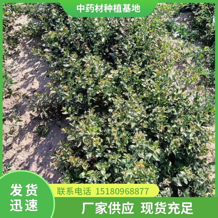 苍术种苗 易种植 大量现货批发