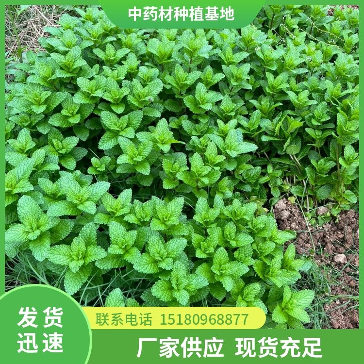 薄荷种苗 批发厂家 基地直销