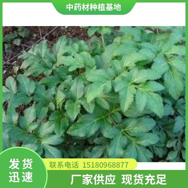 白芷种子种苗 批发基地 量大从优
