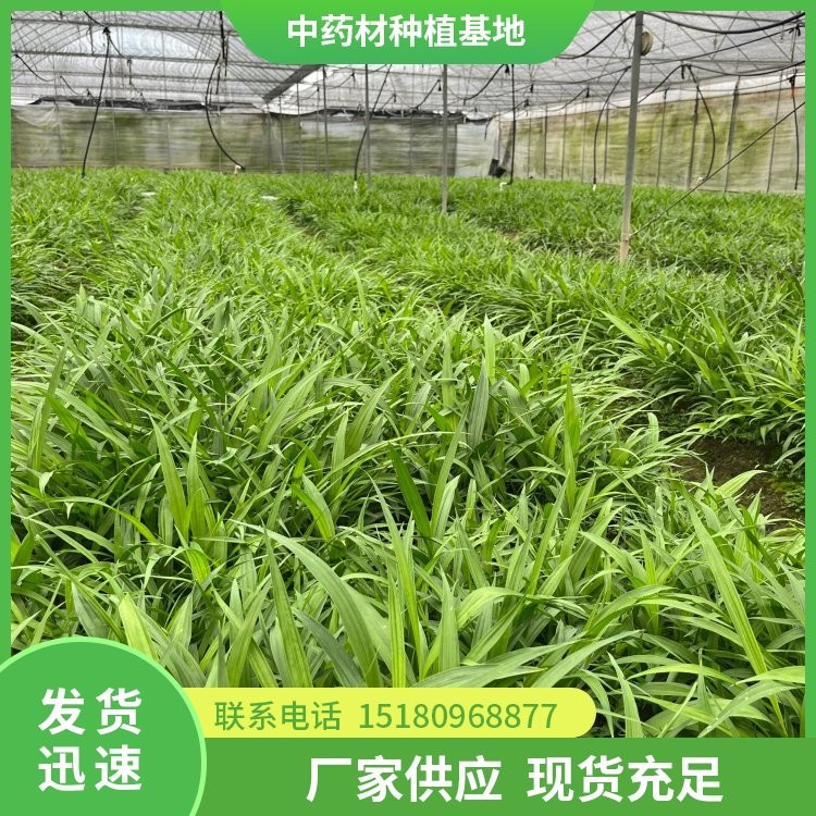 白芨种苗 批发基地 量大从优