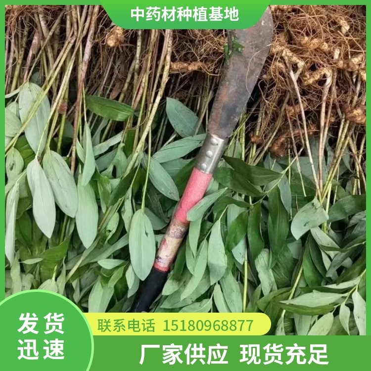 黄精种苗 批发价格 种植基地批发