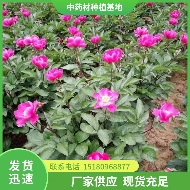 芍药种苗 批发价格 易种植
