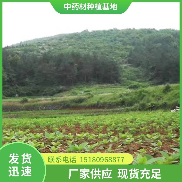 玄参种苗 批发价格 基地直销