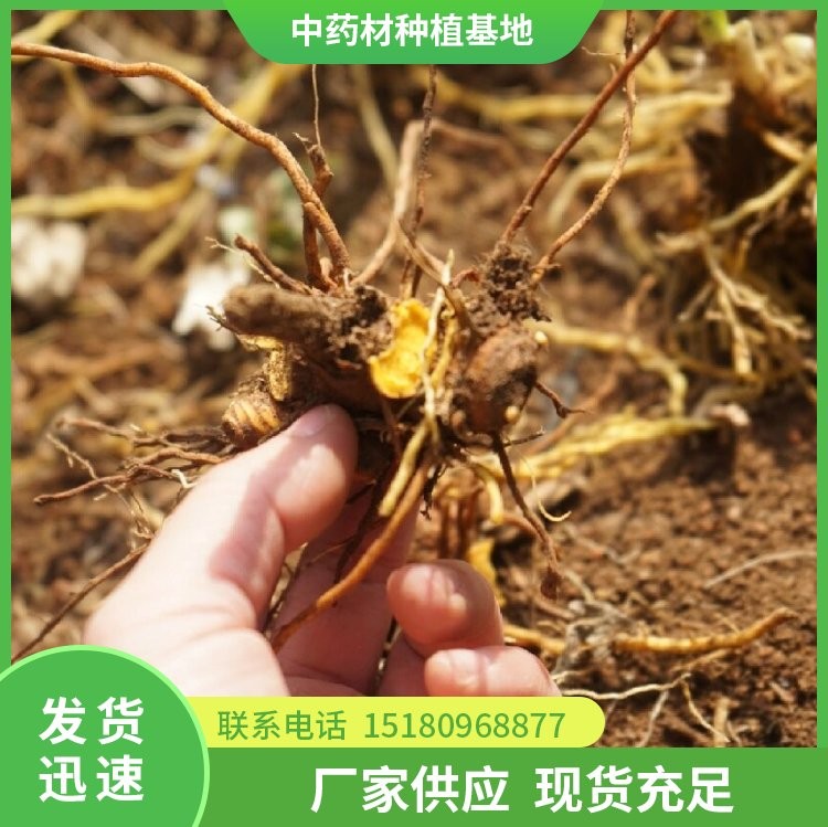 射干种苗 易种植 大量现货批发