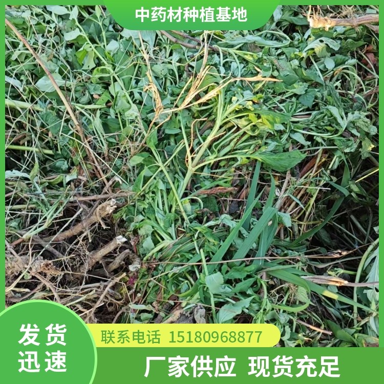 败酱草 易种植 大量现货批发