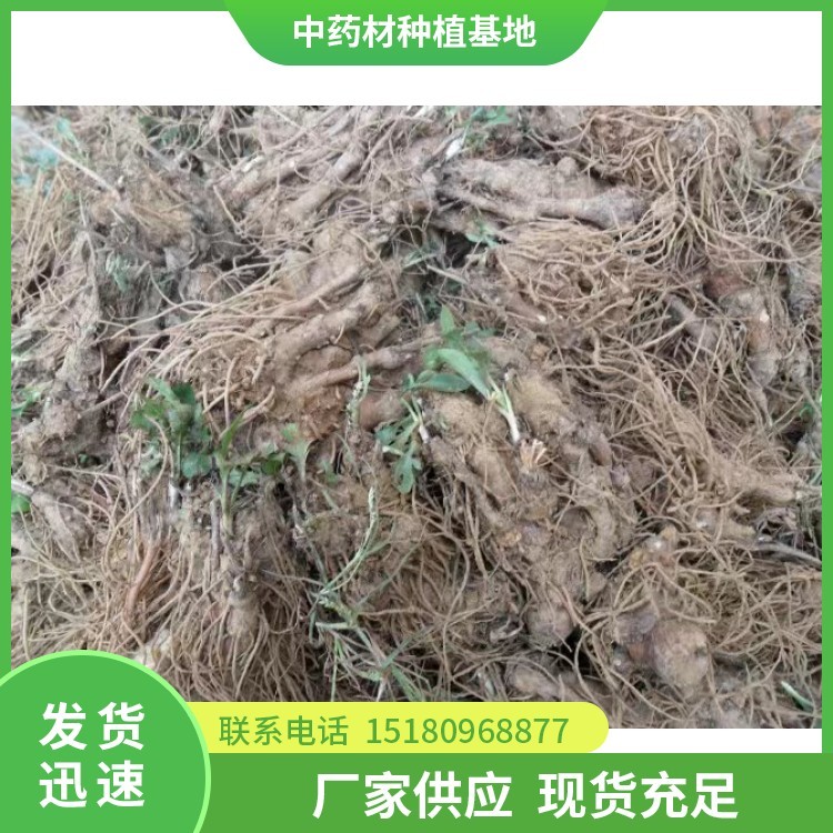苍术种苗 批发厂家 基地直销