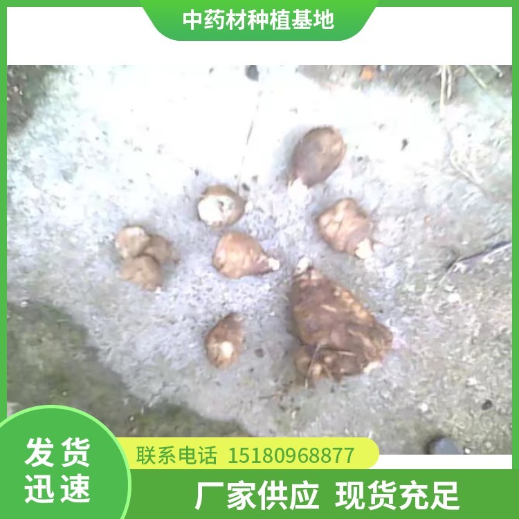 玄参种苗 批发价格 种植基地批发