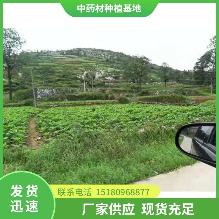 玄参种苗 批发价格 大量现货批发