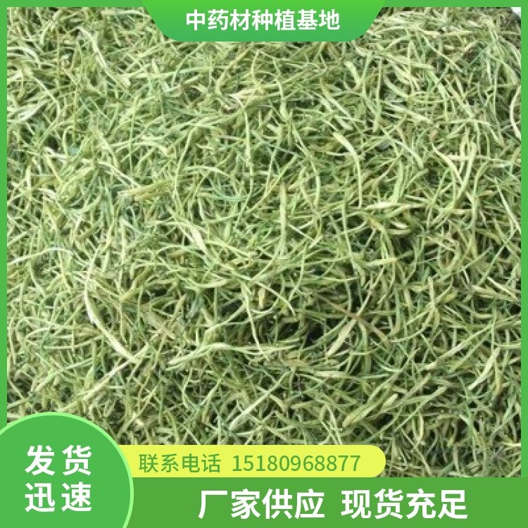 金银花种苗 易种植 大量现货批发