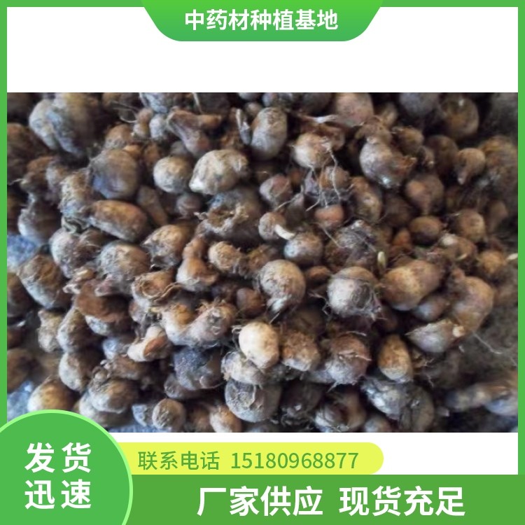 半夏种苗 批发厂家 基地直销