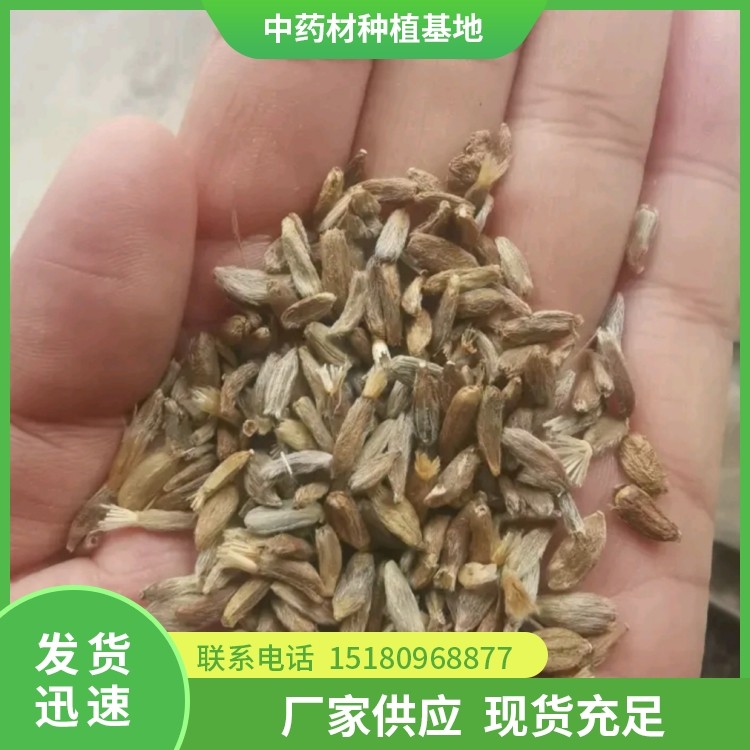 白术种子种苗 批发电话 种植基地批发