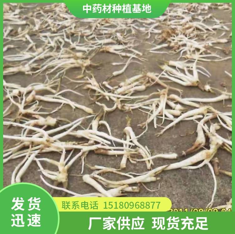 桔梗种子 批发价格 大量现货批发