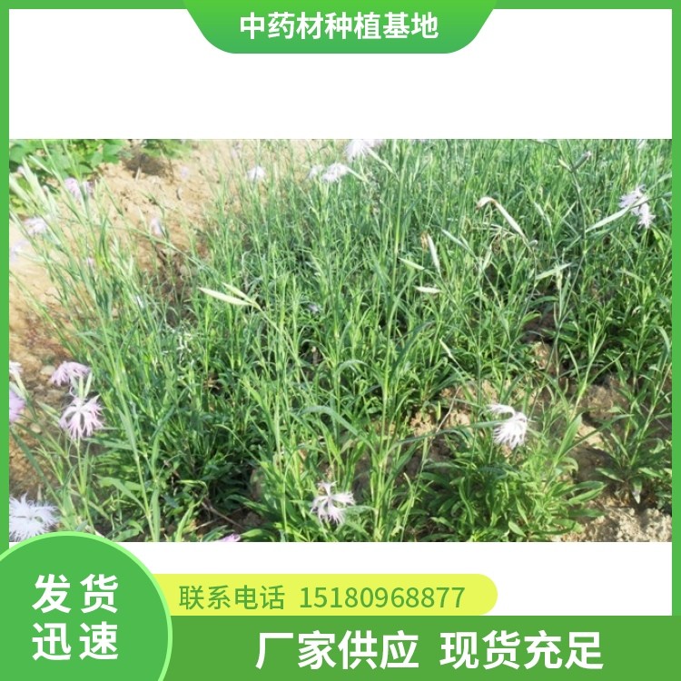 瞿麦种苗 批发电话 种植基地批发