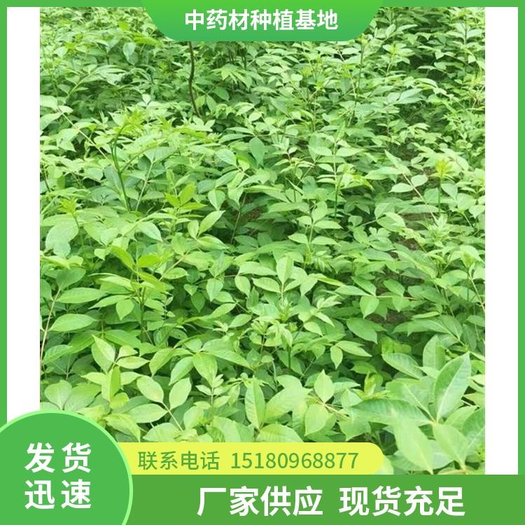 吴茱萸种苗 批发厂家 基地直销