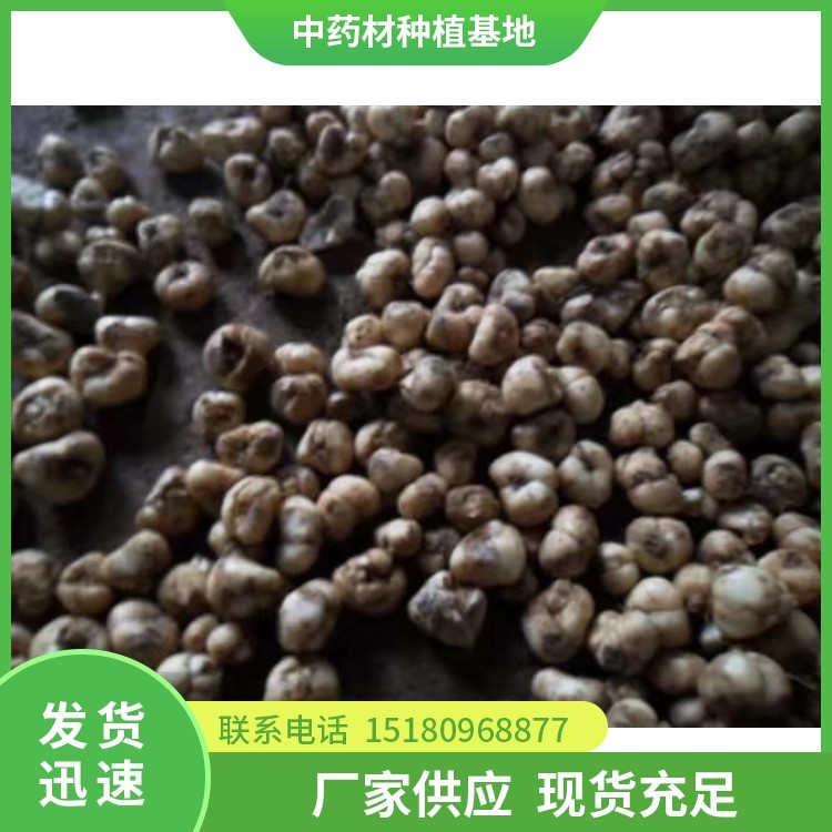 贝母种苗 批发价格 基地直销