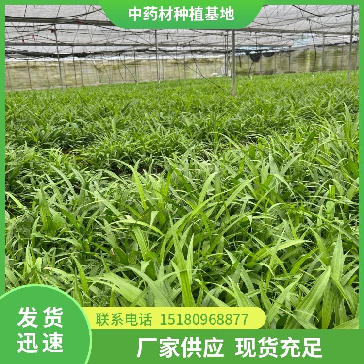 白芨种苗 批发电话 种植基地批发