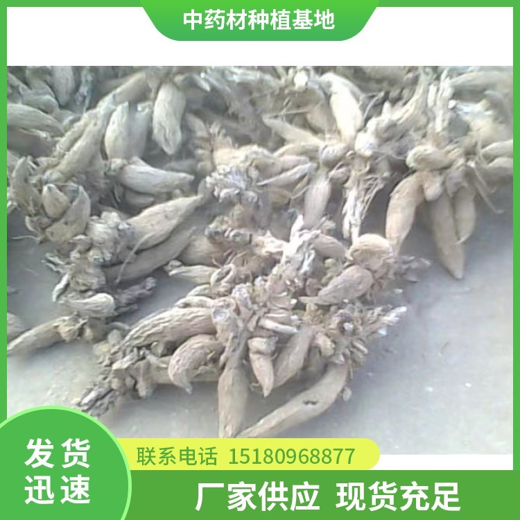 玄参种苗 批发厂家 基地直销