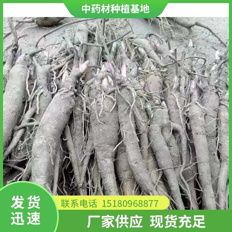 芍药种苗 批发价格 种植基地批发