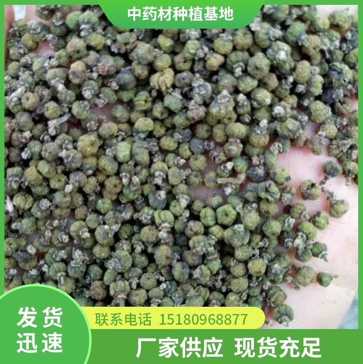 吴茱萸种苗 批发价格 大量现货批发
