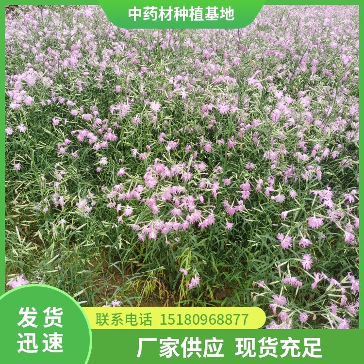 瞿麦种苗 批发基地 量大从优