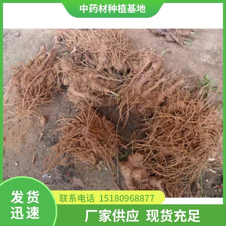 苍术种苗 批发电话 种植基地批发