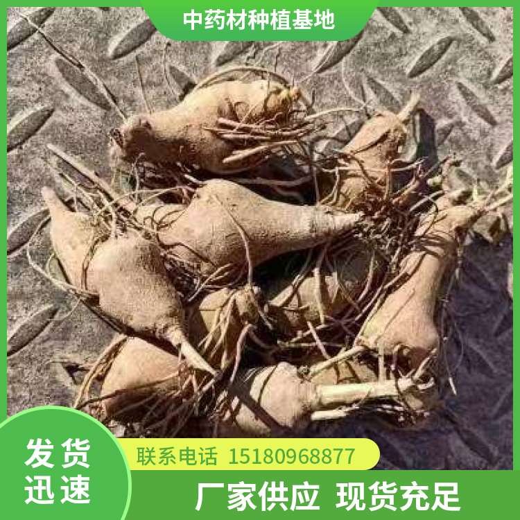 白术种子种苗 批发价格 易种植