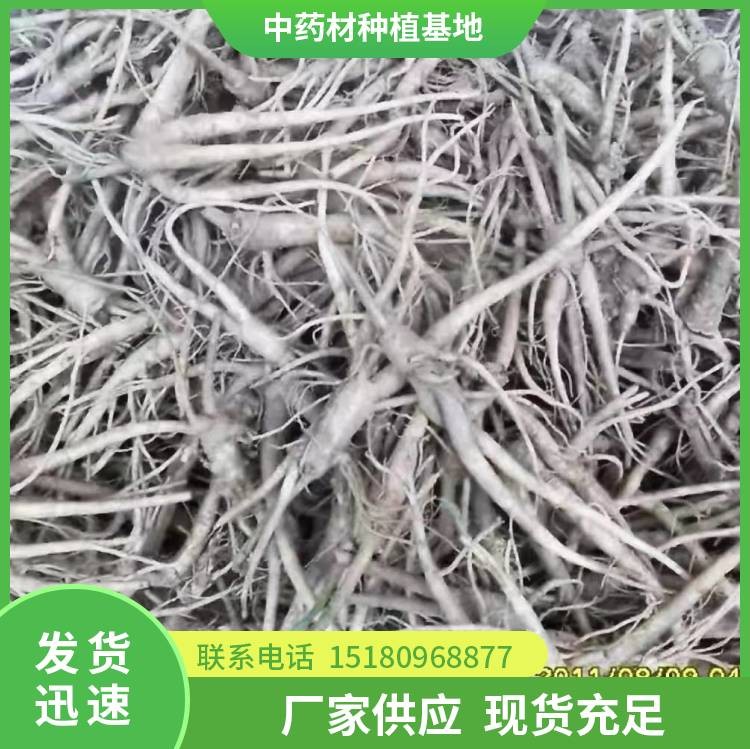 桔梗种子 批发价格 易种植