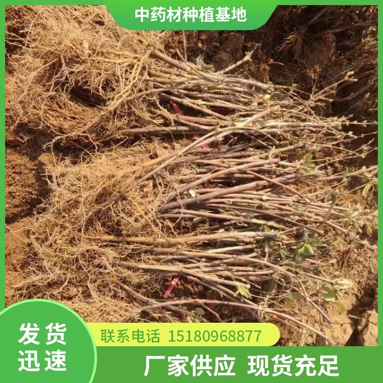 金银花种苗 批发电话 种植基地批发