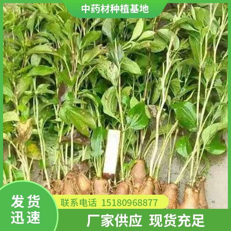 白术种子种苗 批发价格 种植基地批发