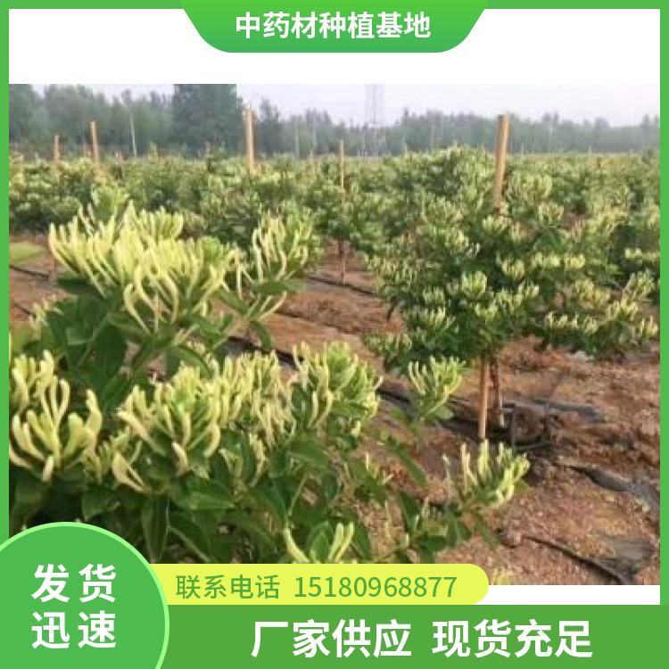 金银花种苗 批发价格 种植基地批发