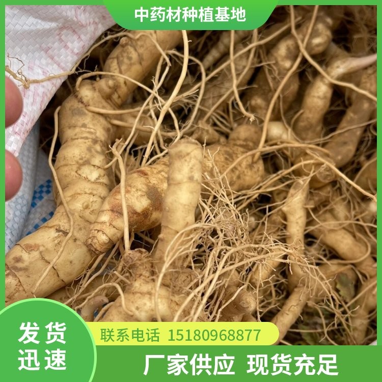 黄精种苗 批发电话 种植基地批发