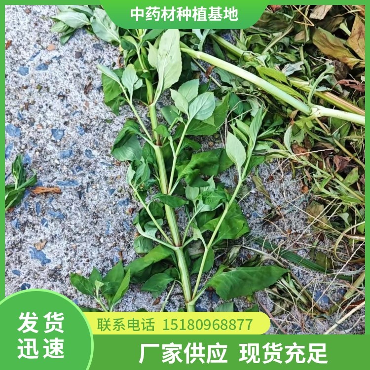 败酱草 批发厂家 基地直销